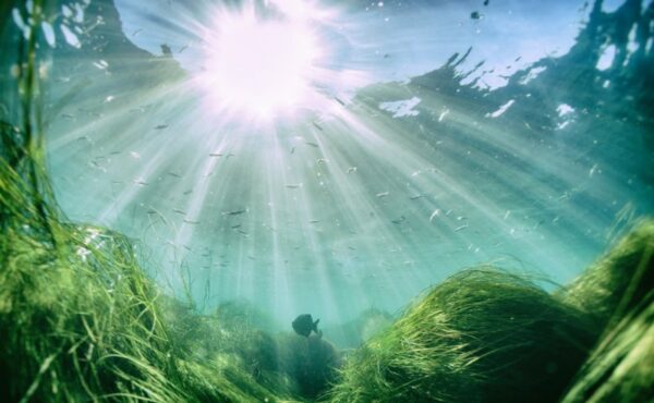 Algi – bogactwo mórz i oceanów w codziennej pielęgnacji