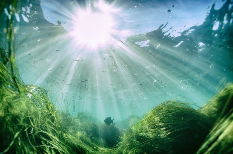 Algi – bogactwo mórz i oceanów w codziennej pielęgnacji