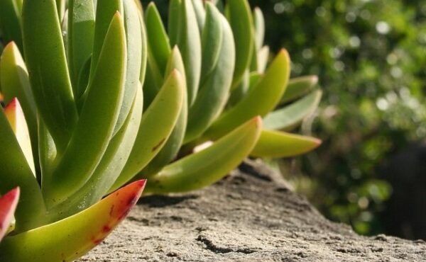 Aloes – 5 zastosowań w pielęgnacji