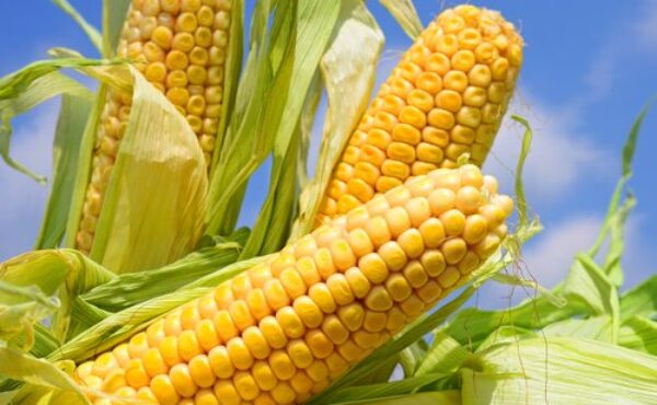 Dlaczego warto jeść kukurydzę?