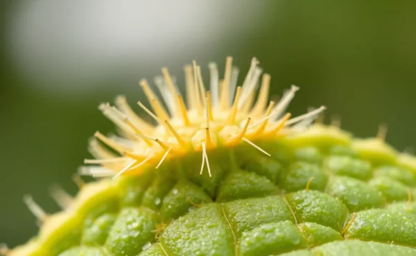 Zadziory przy paznokciach – dlaczego powstają i jak je usunąć?