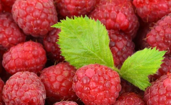 Sok z malin na przeziębienie – jak podawać?