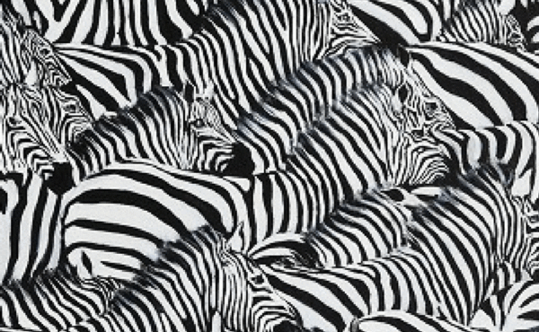 Różowy flaming, niebieski nosorożec… może weźmiesz je do domu?